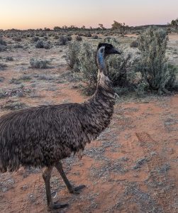 Australian Emu --- Bush Chicken