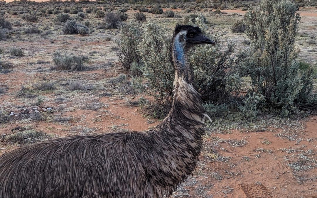 Australian Emu --- Bush Chicken