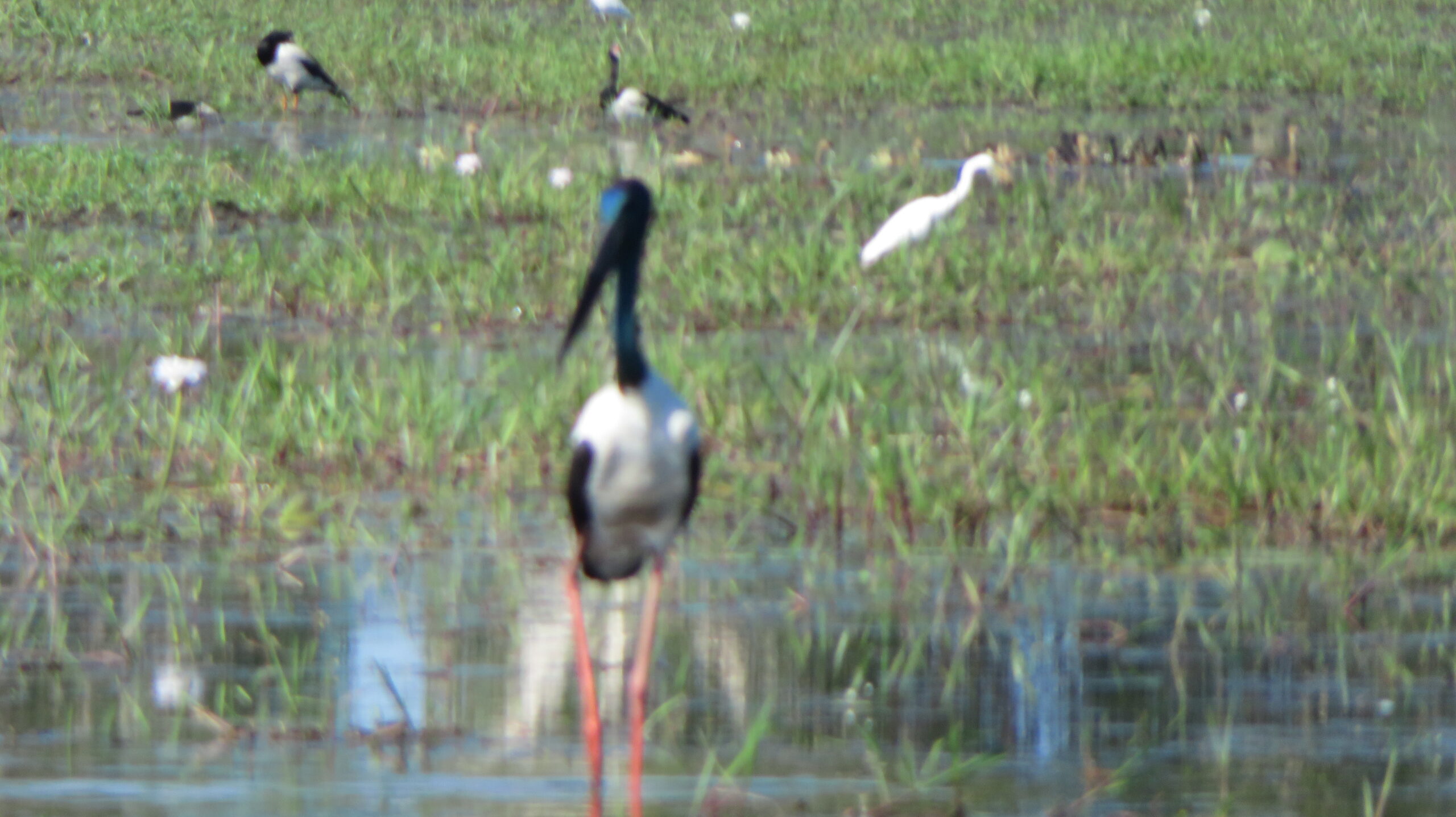 Jabiru