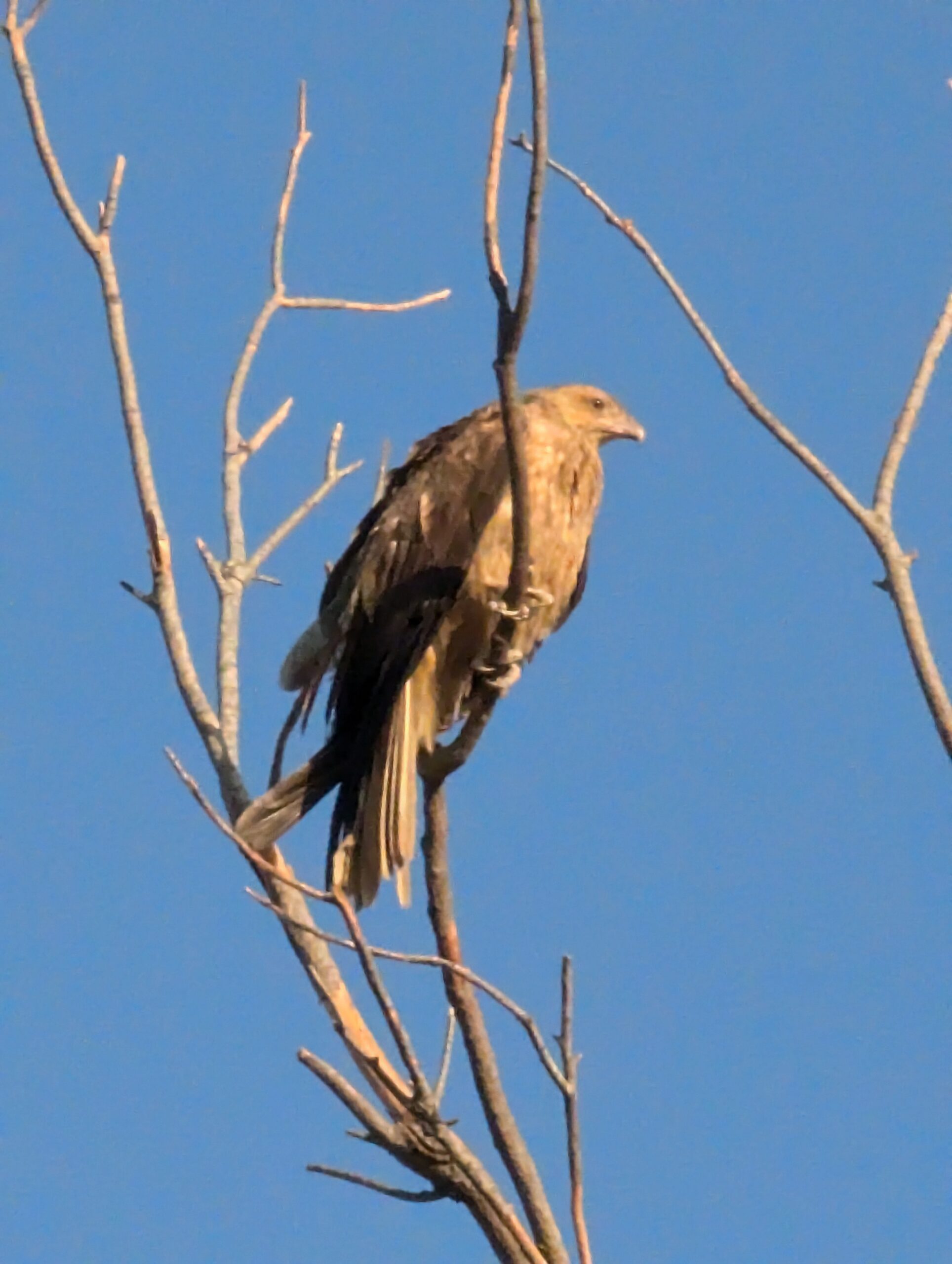 Kite in Tree at Mary River