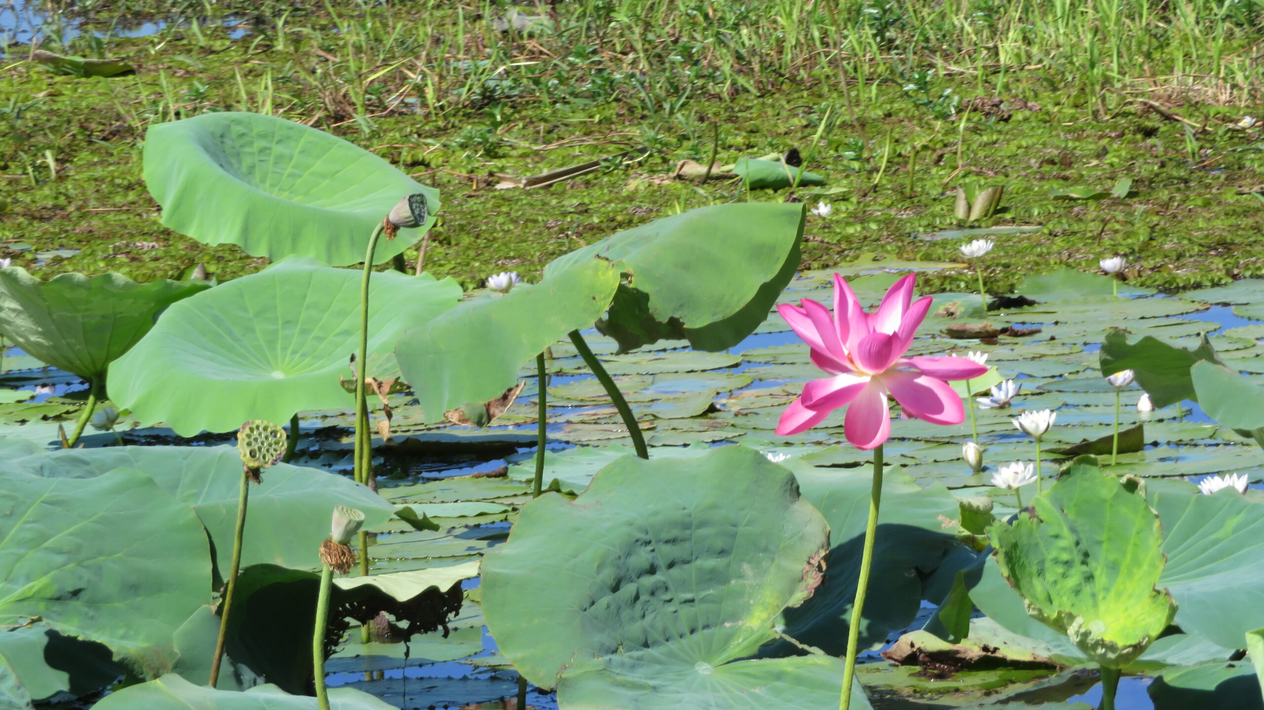 Last of the flowering lillies 2