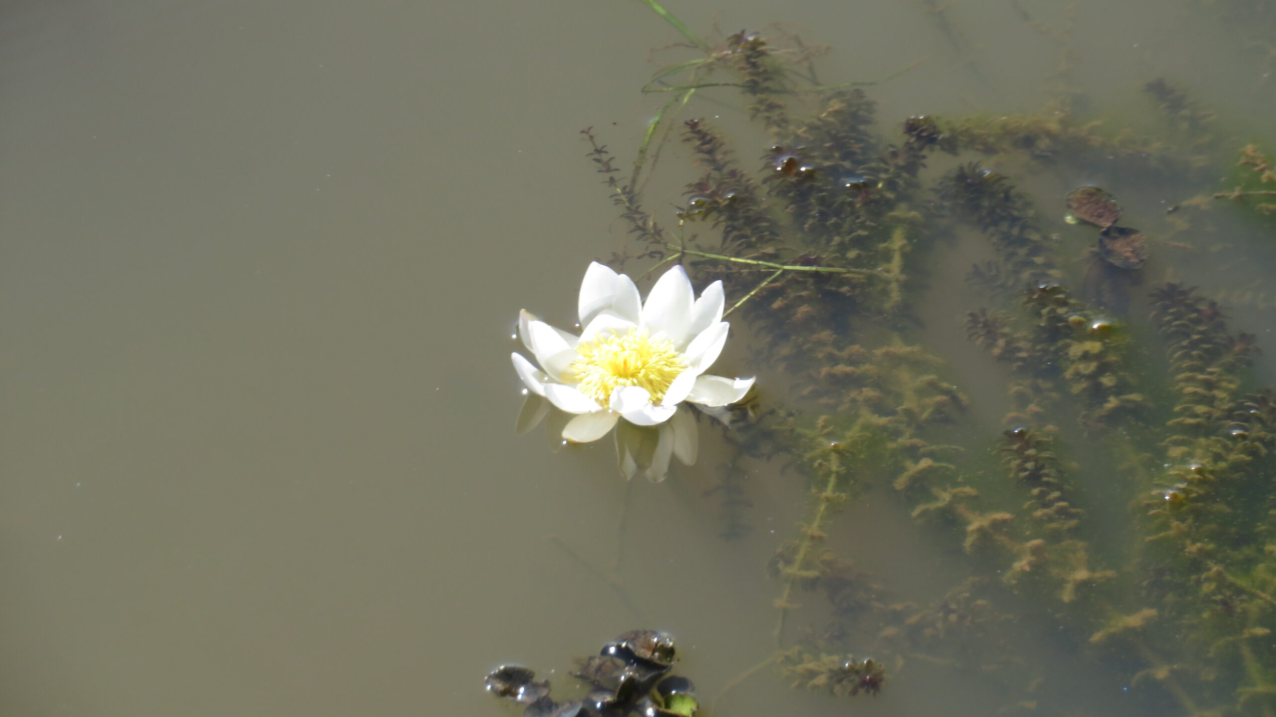 Last of the flowering lillies 4