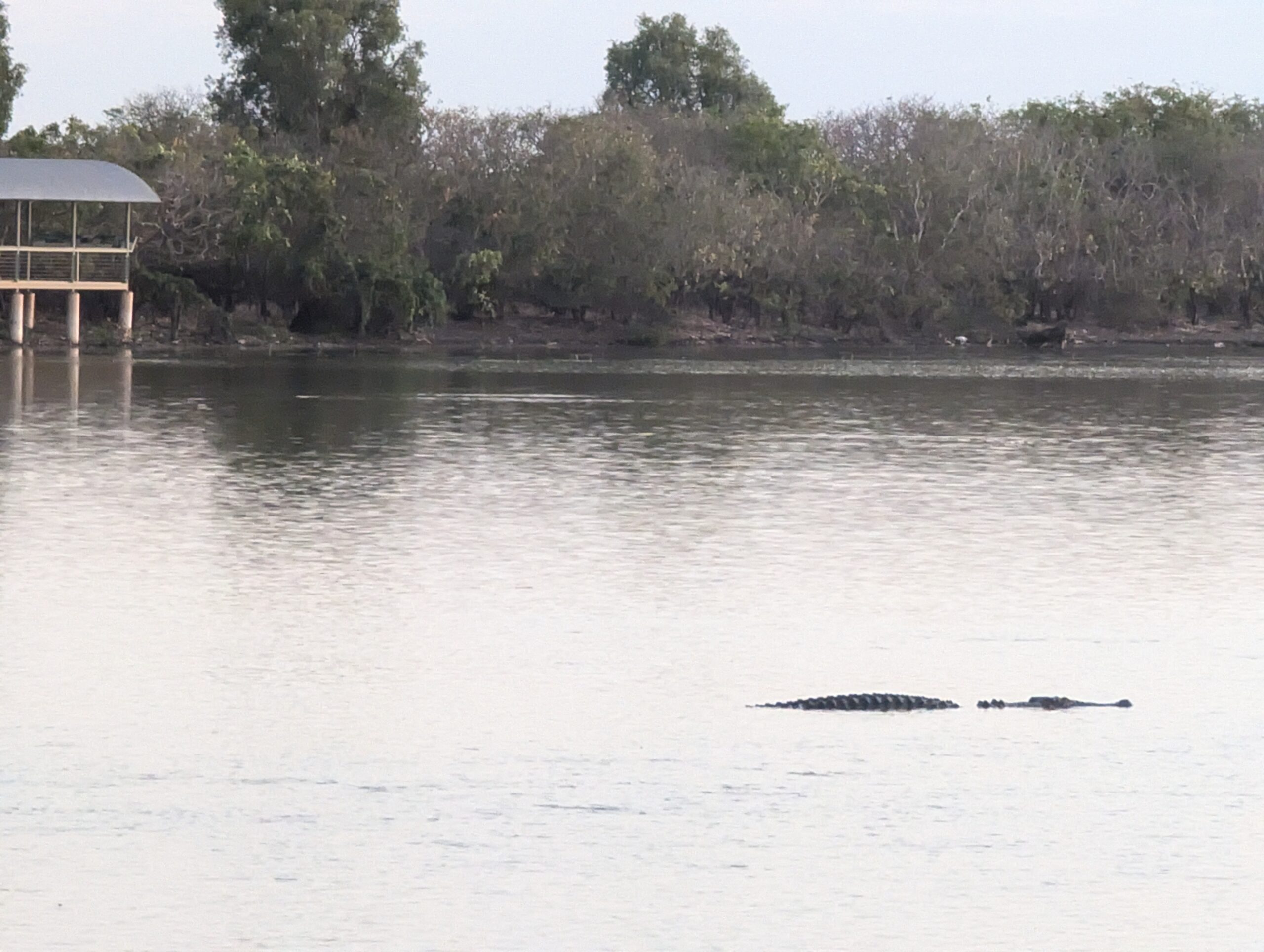 Mary River Croc Cruising 1