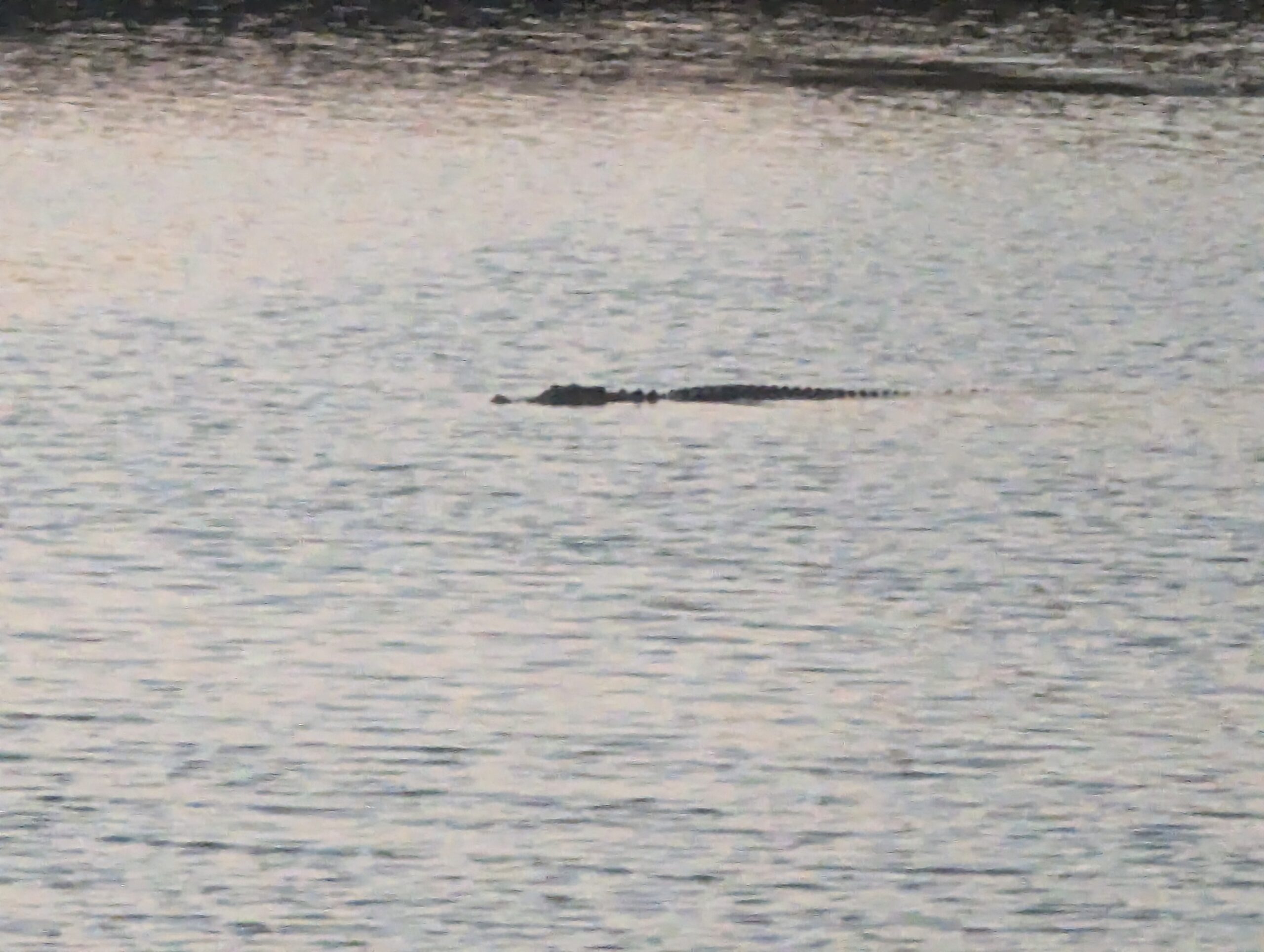 Mary River Croc Cruising 2