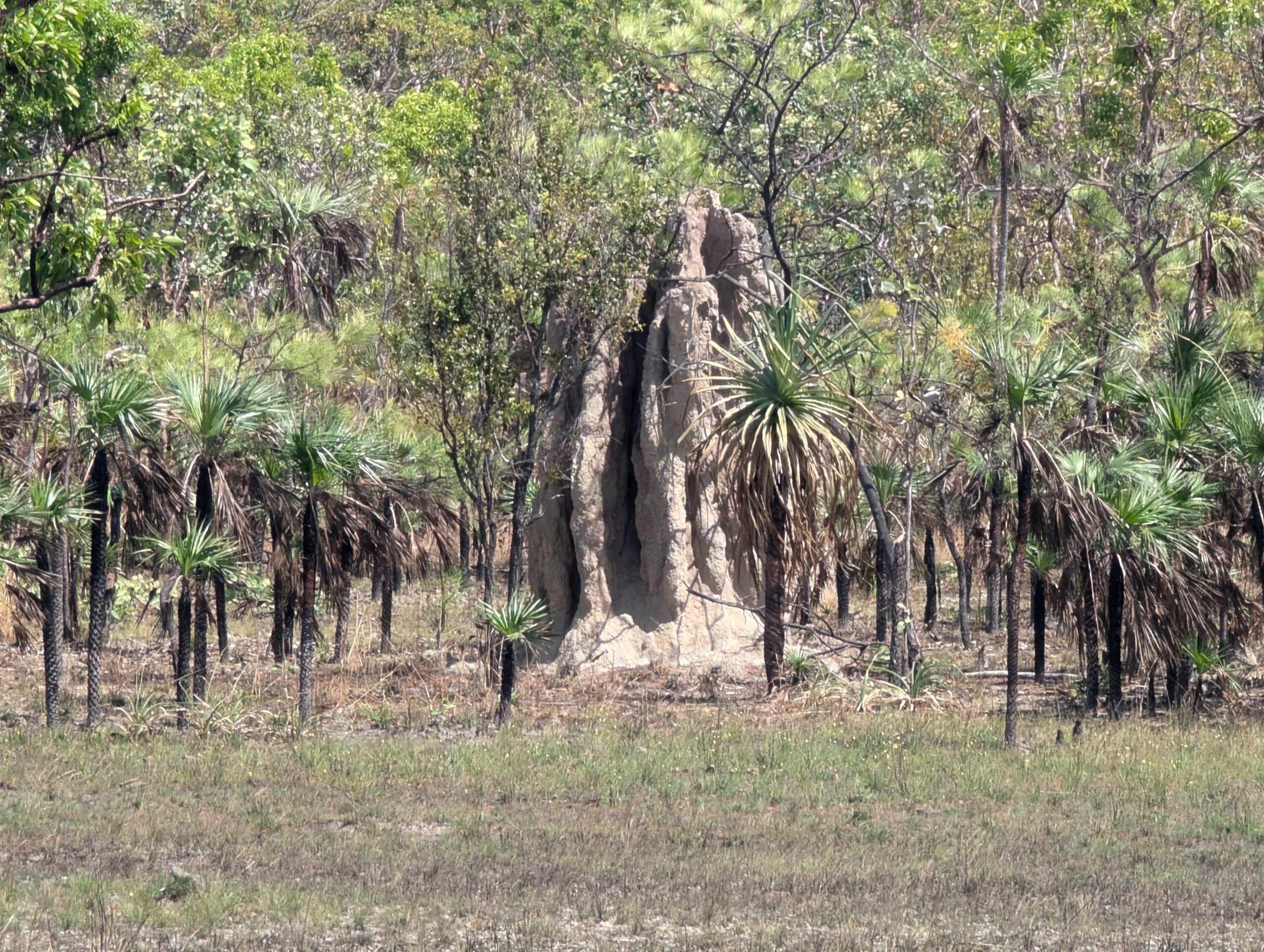 Termite Ant Hill 5m Tall