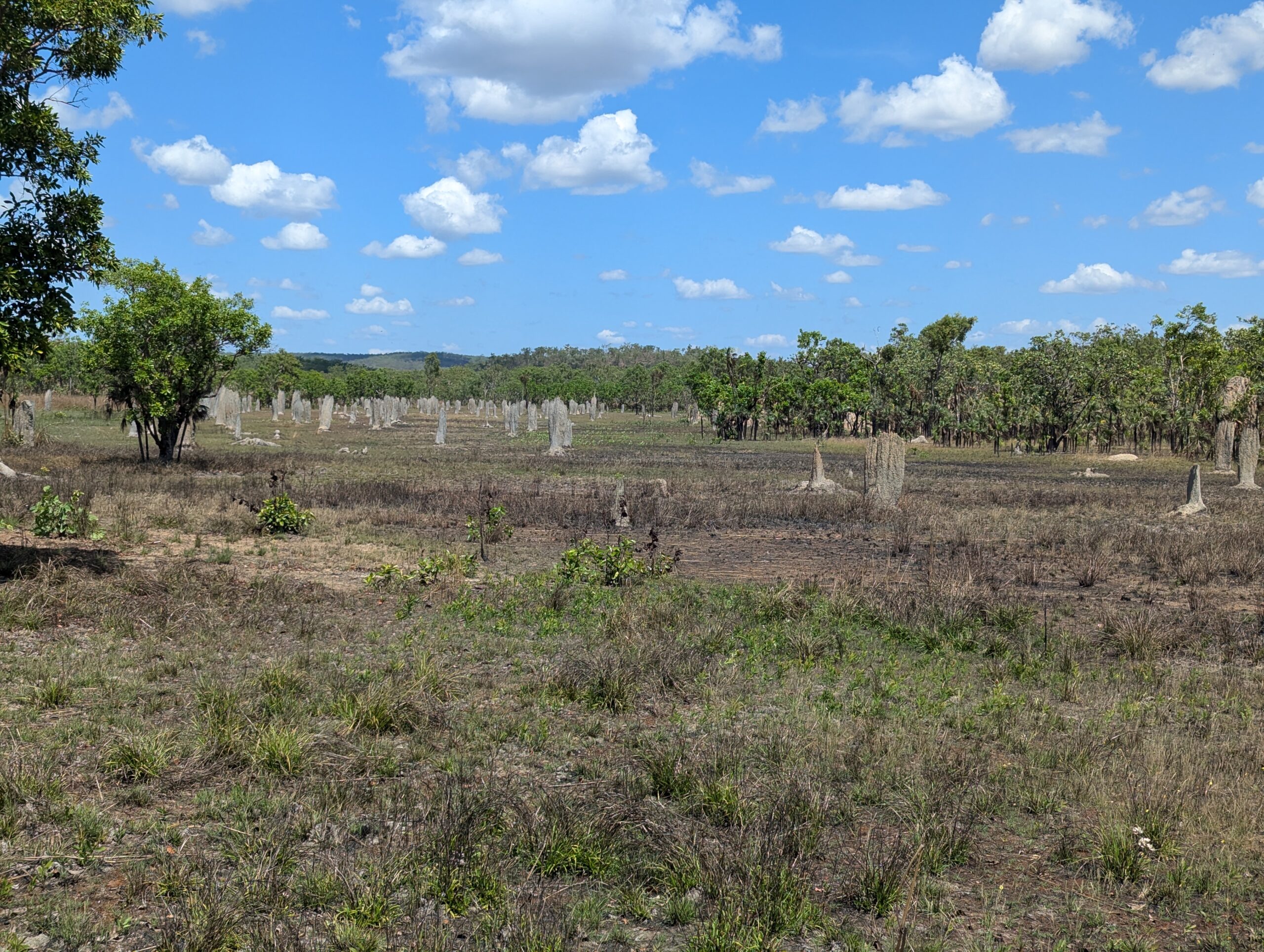 Termite Ant Hill Collection