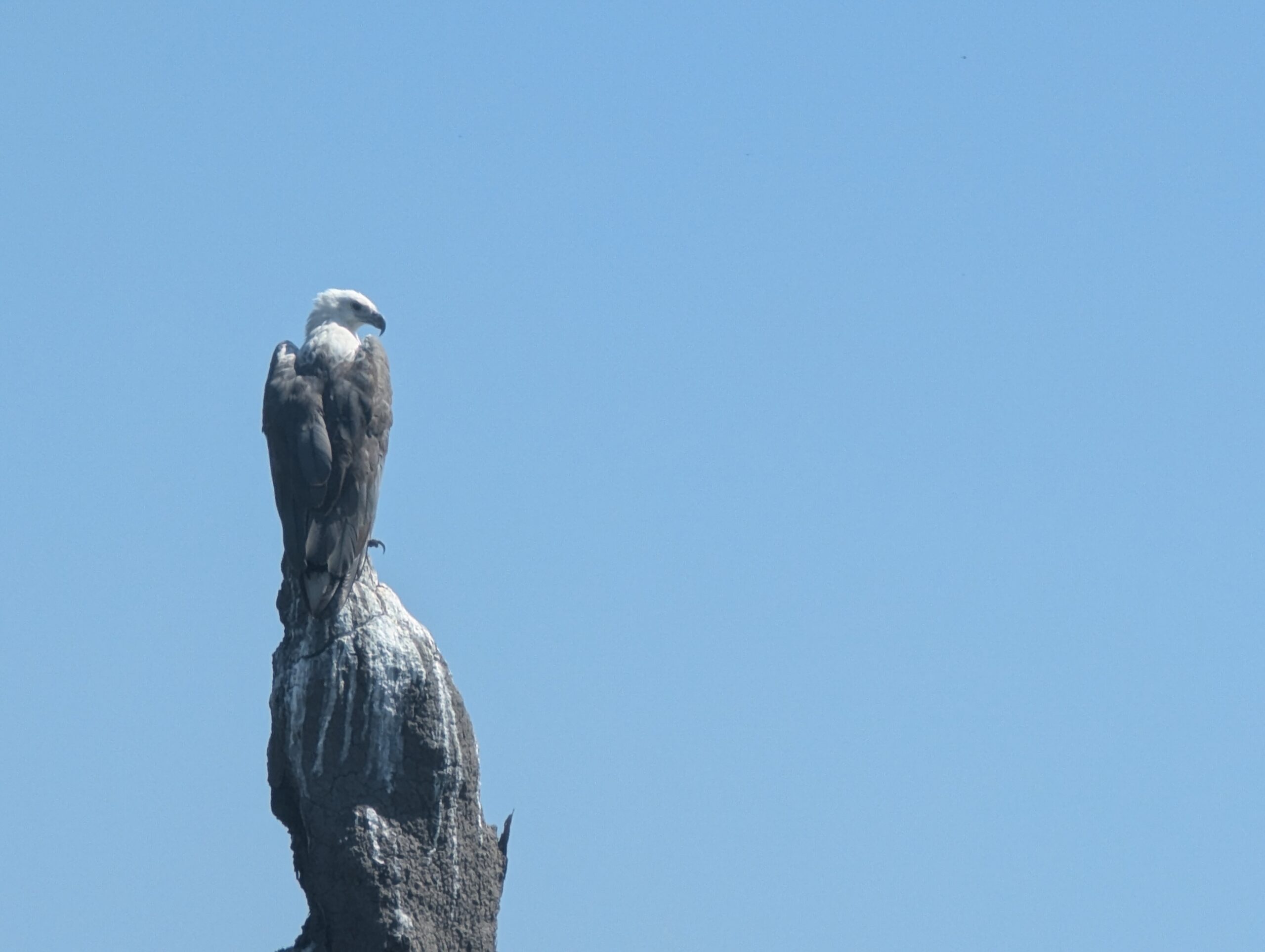 White Breasted Eagle 2